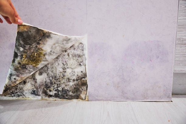 Best Insurance-Related Mold Remediation in Bloomfield, IA